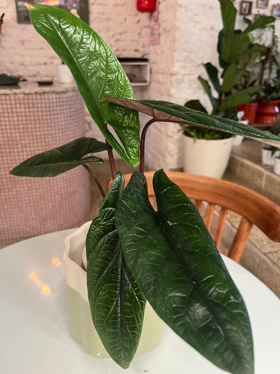 Planta Alocasia Scalprum