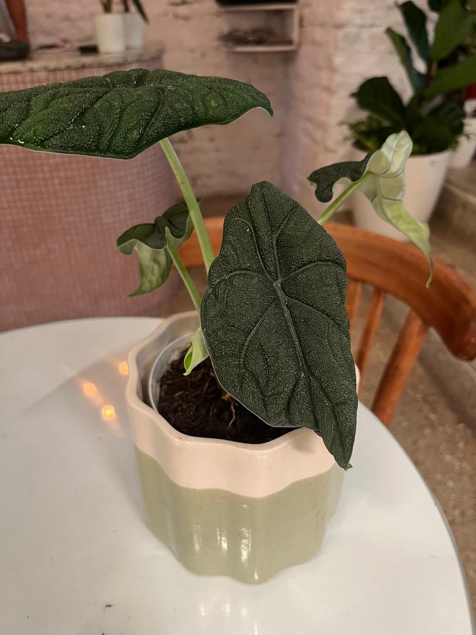 Planta Alocasia Melo
