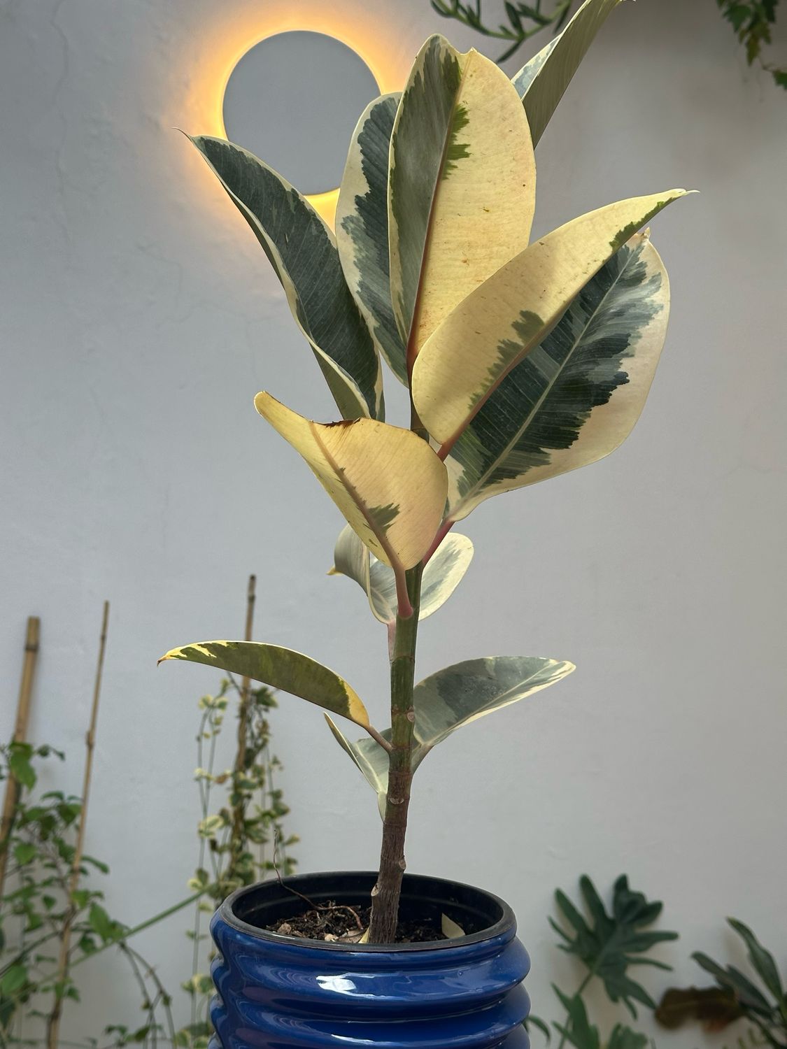 Planta Gomero Grande