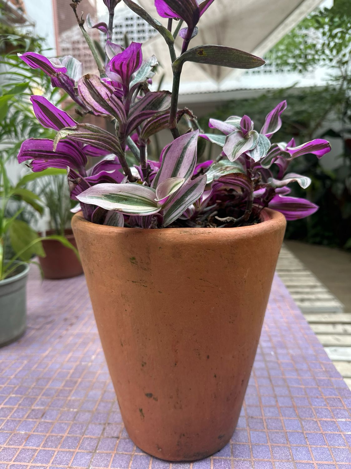 Tradescantia