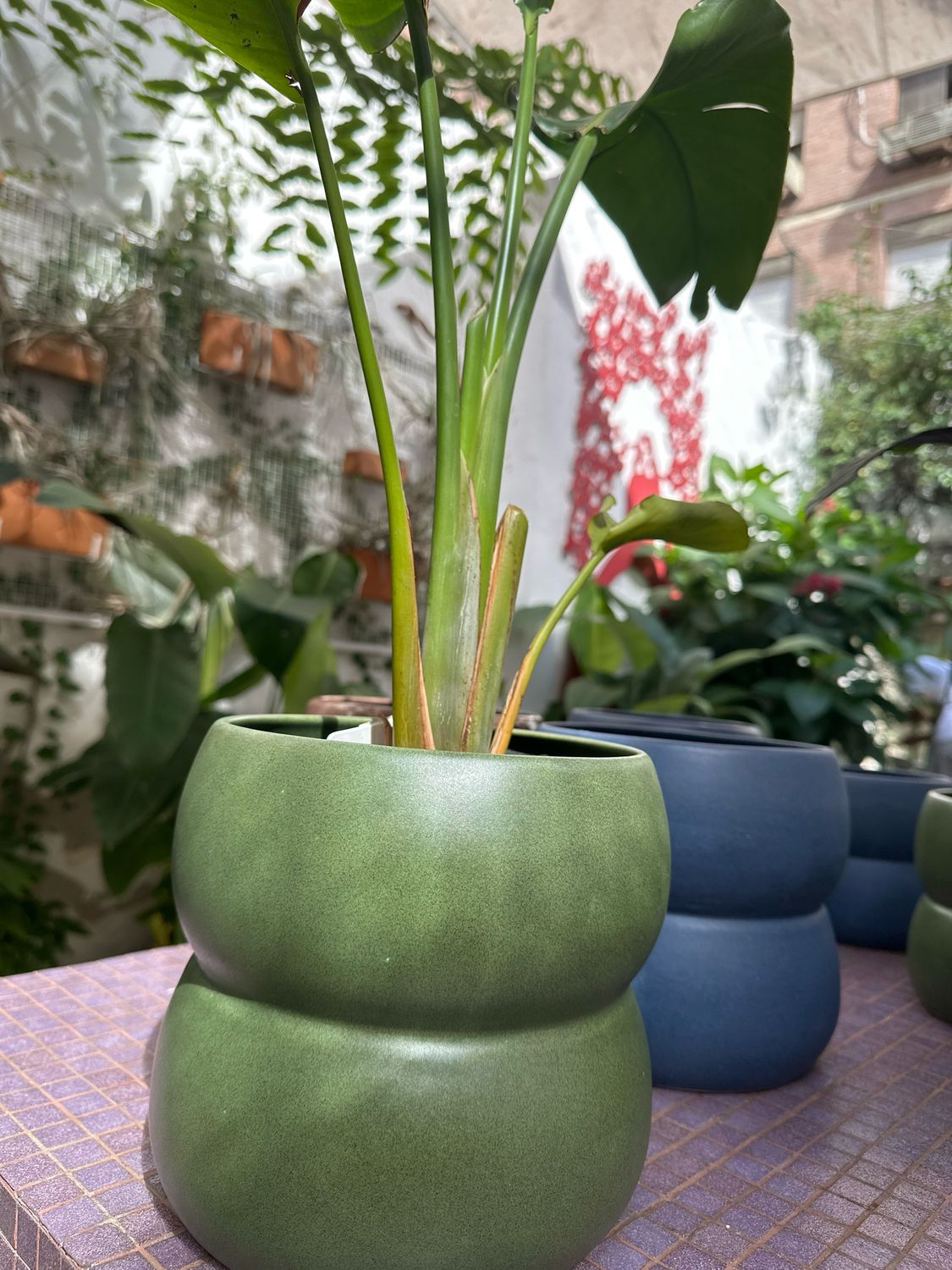 Maceta Pandurata L