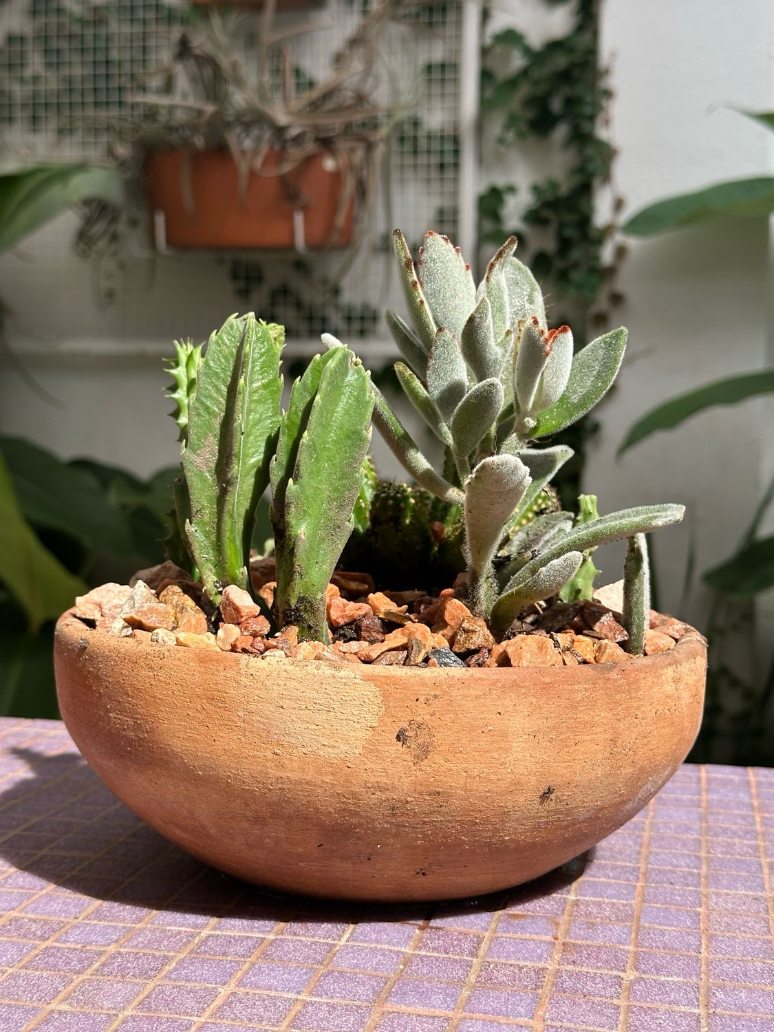 Terrario Cactus M