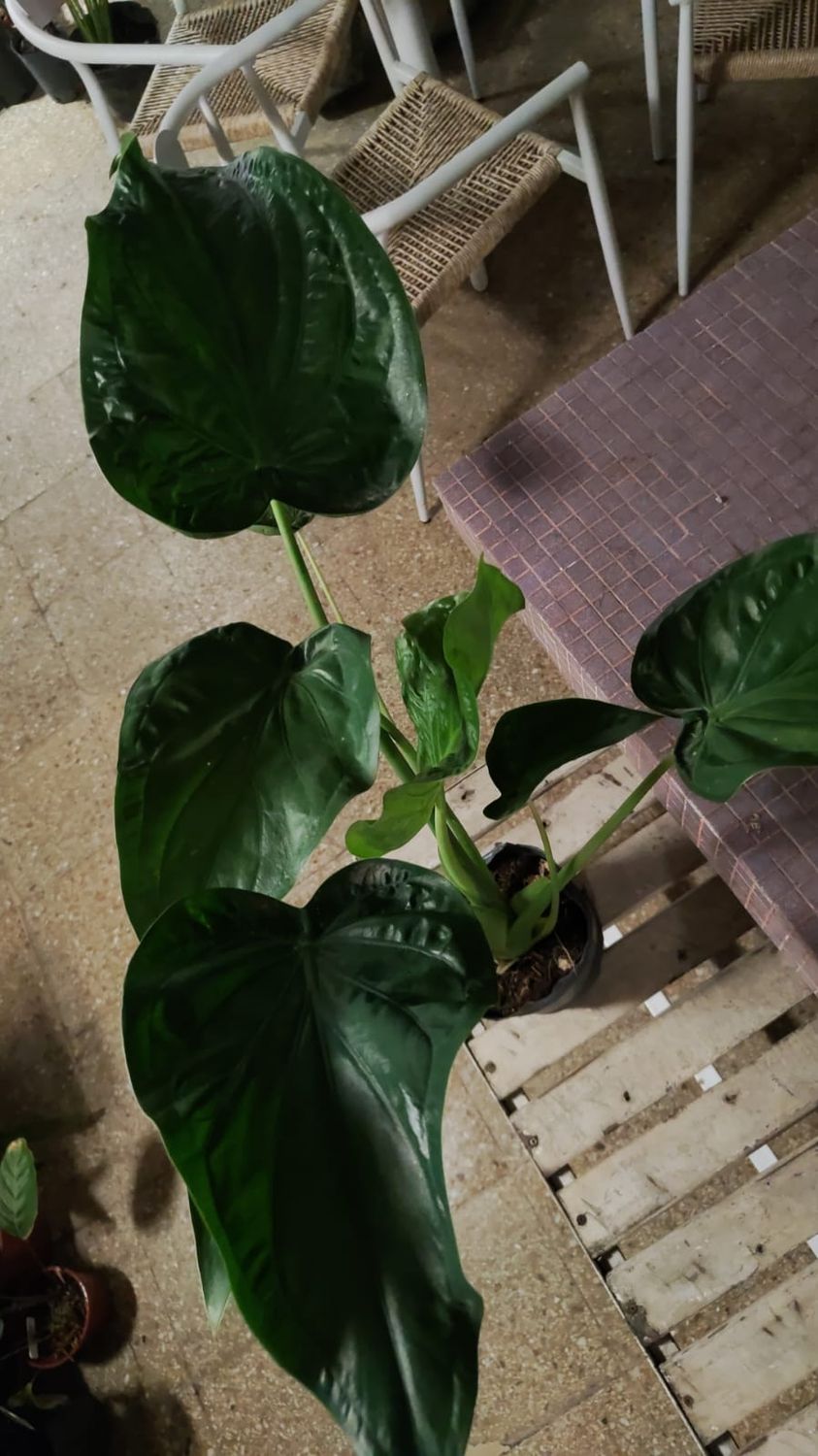 Alocasia Cucullata