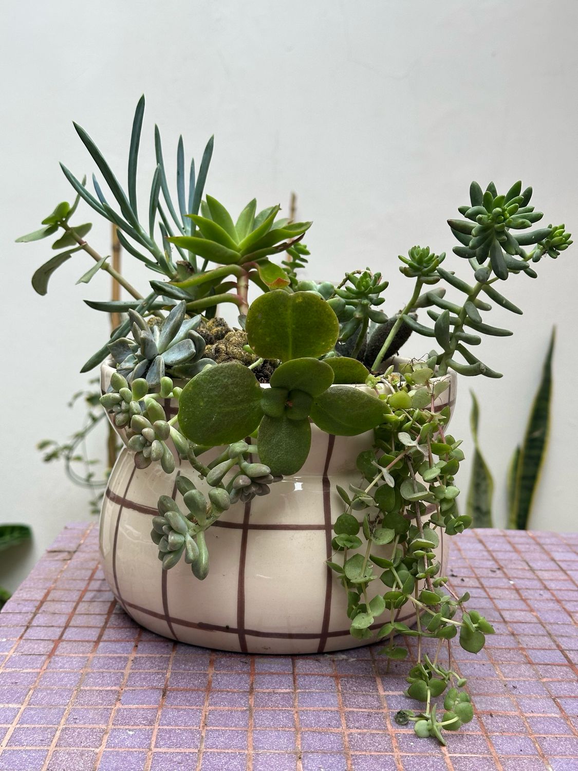 Terrario Olla de Suculentas
