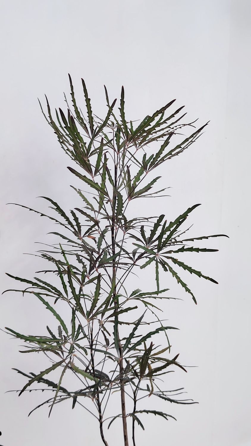 Planta Falsa Aralia (Plerandra Elegantisima)