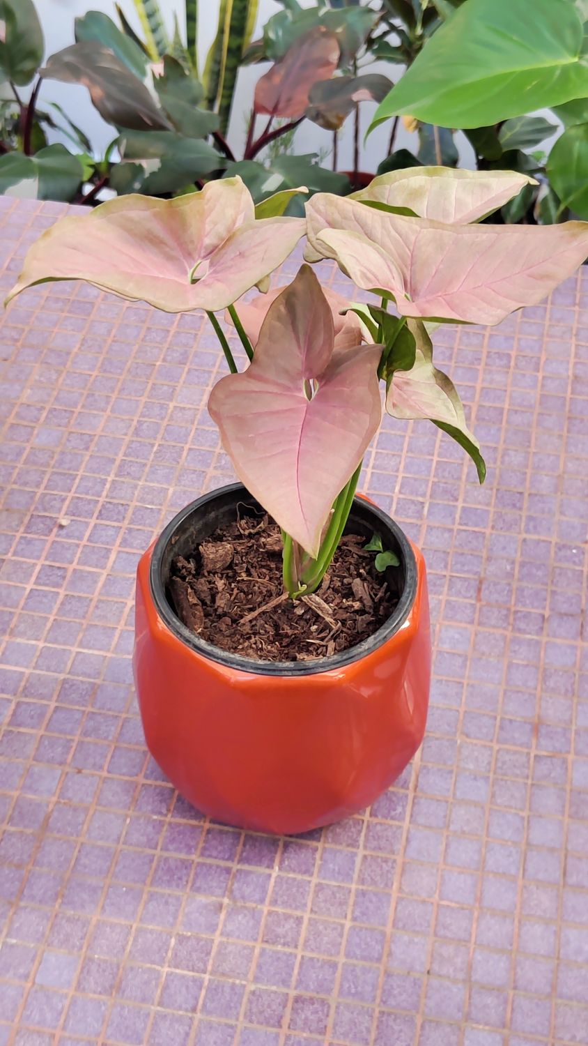 Planta Singonio Rosado