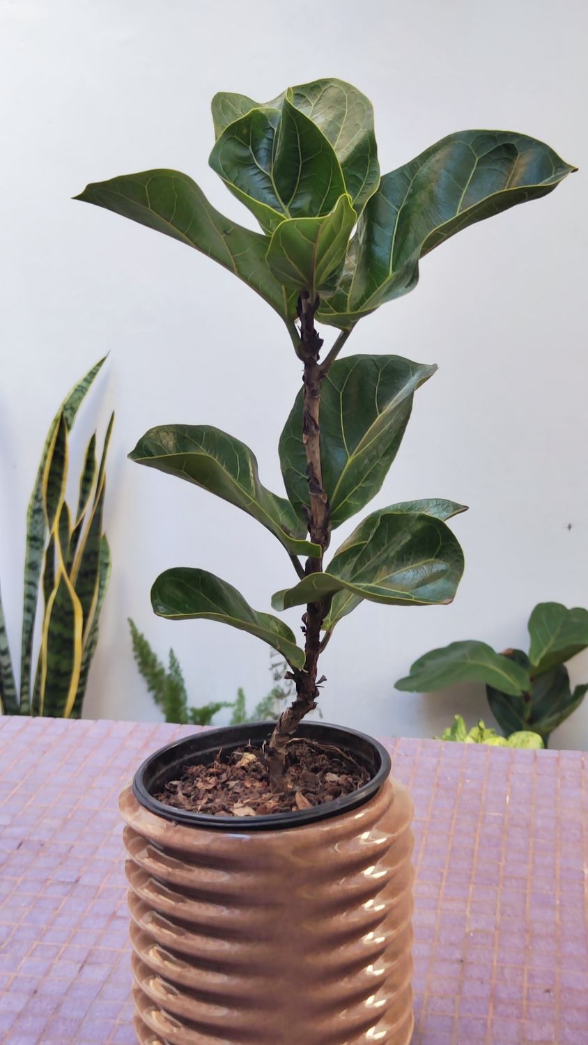 Planta Pandurata Pequeña