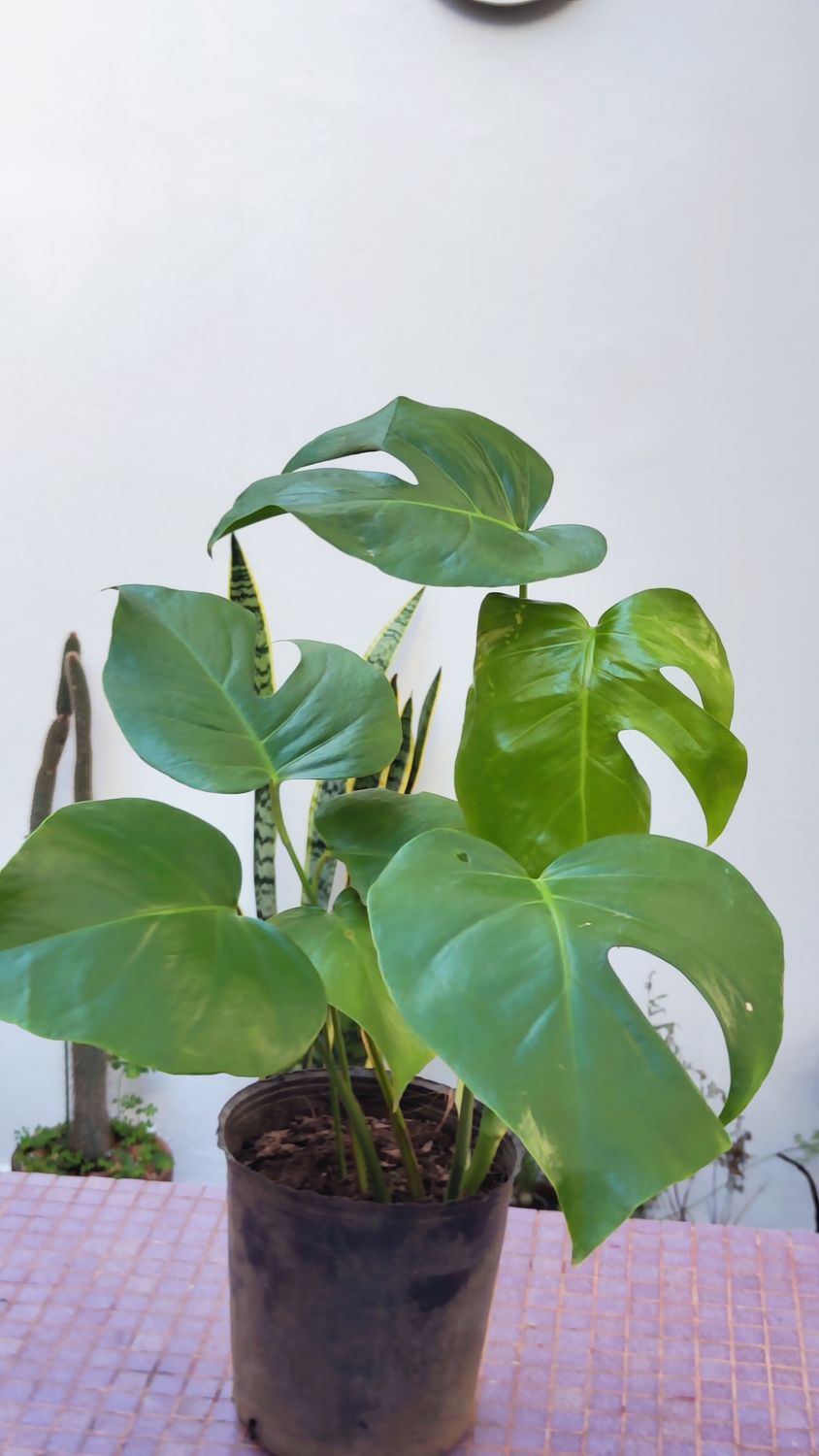 Planta Monstera Deliciosa Pequeña