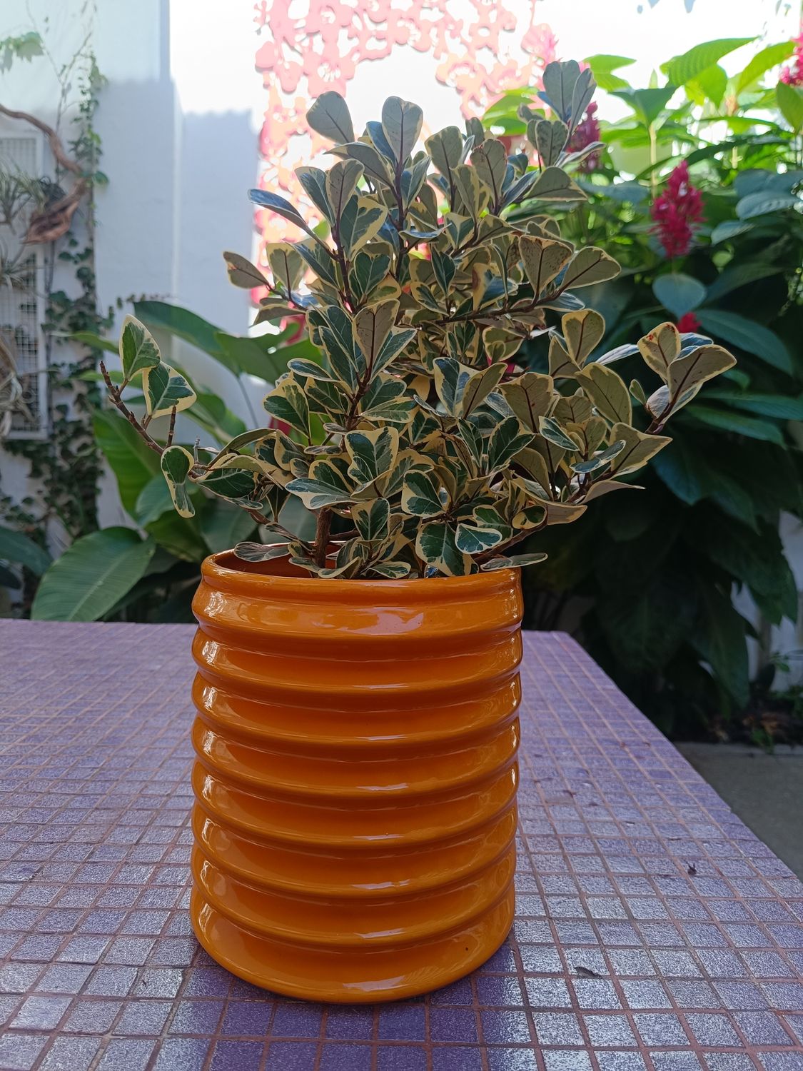 Ficus Triangularis