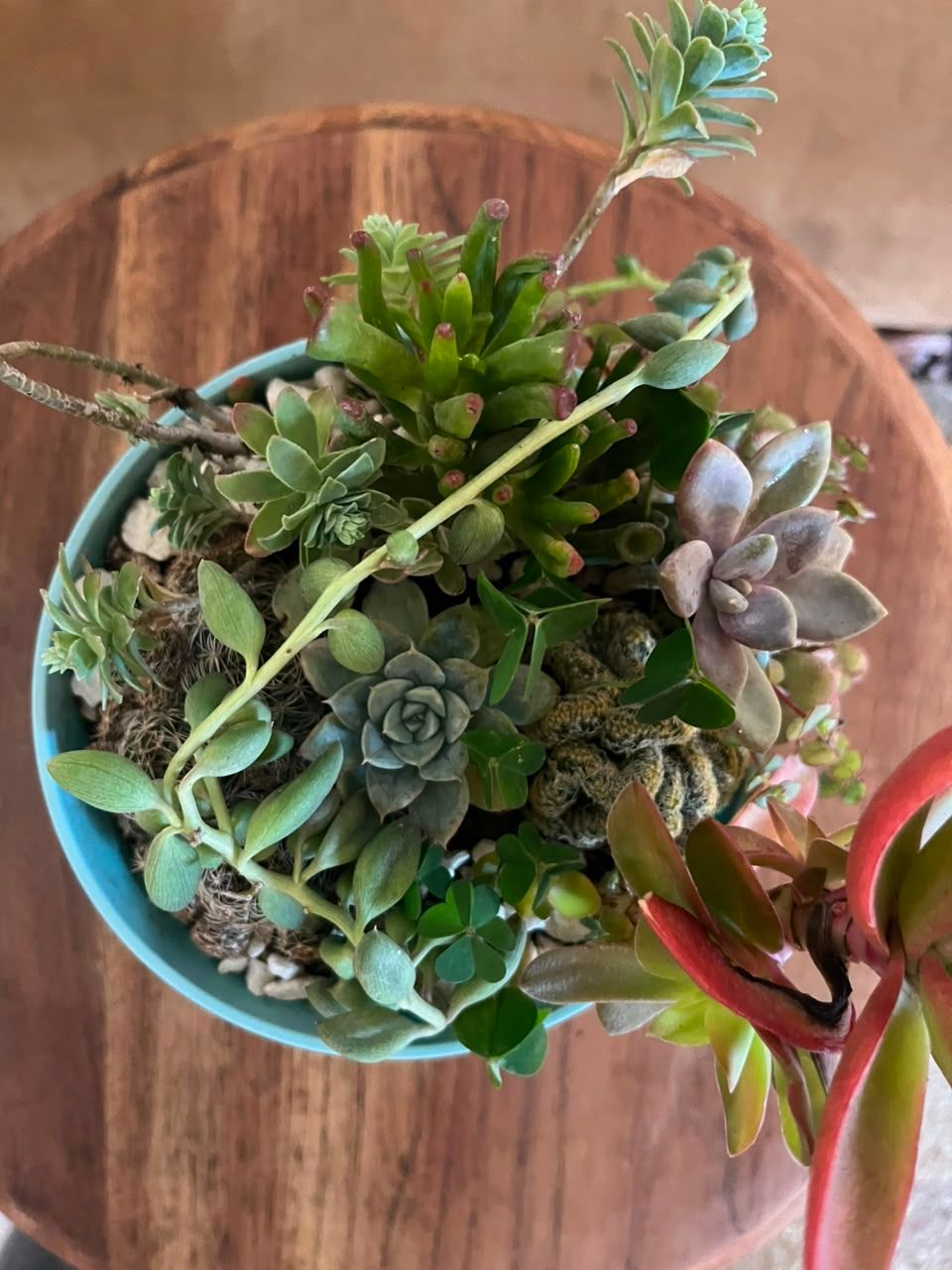 Planta Variedad Suculentas Grande