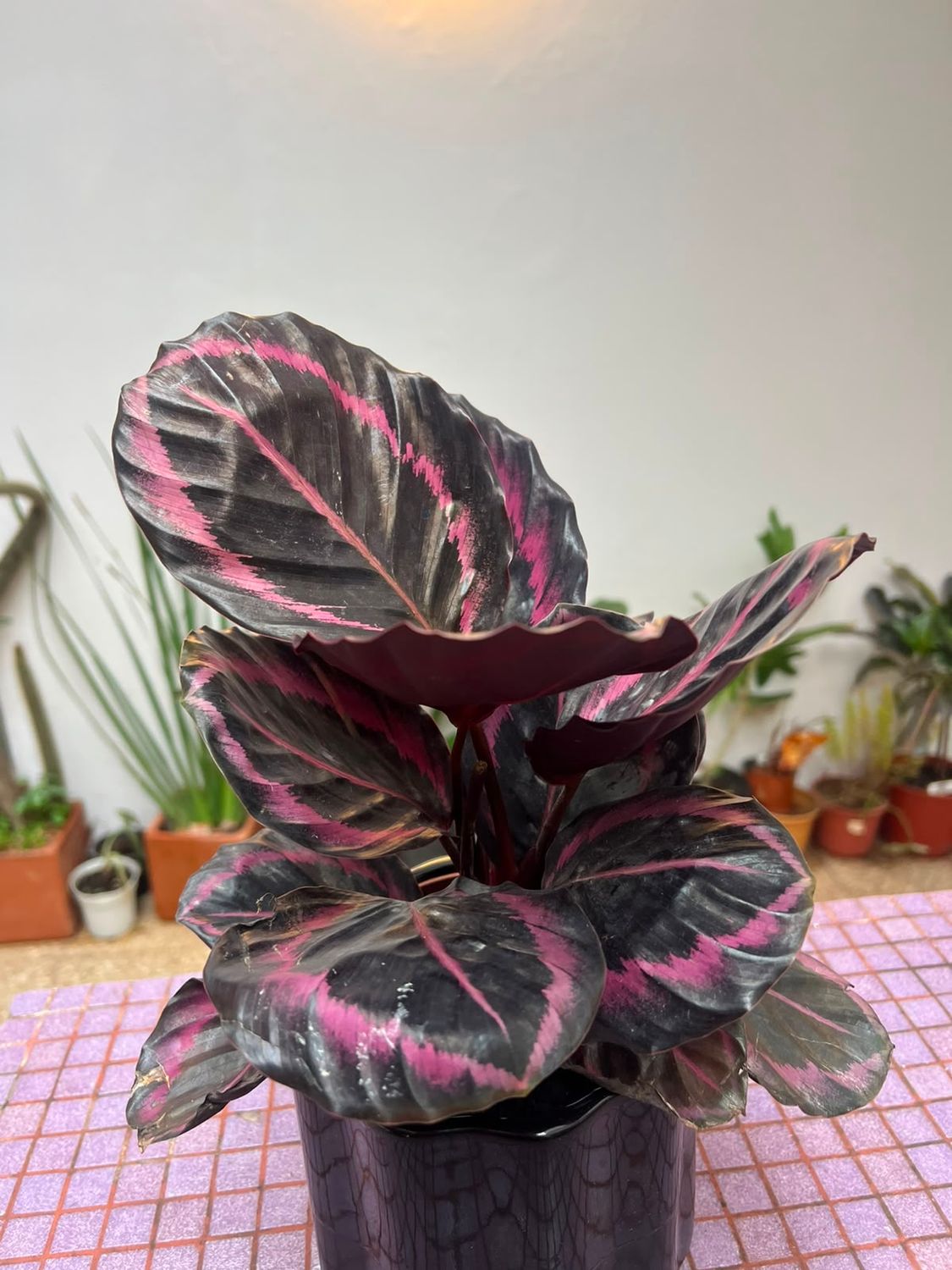 Calathea Star