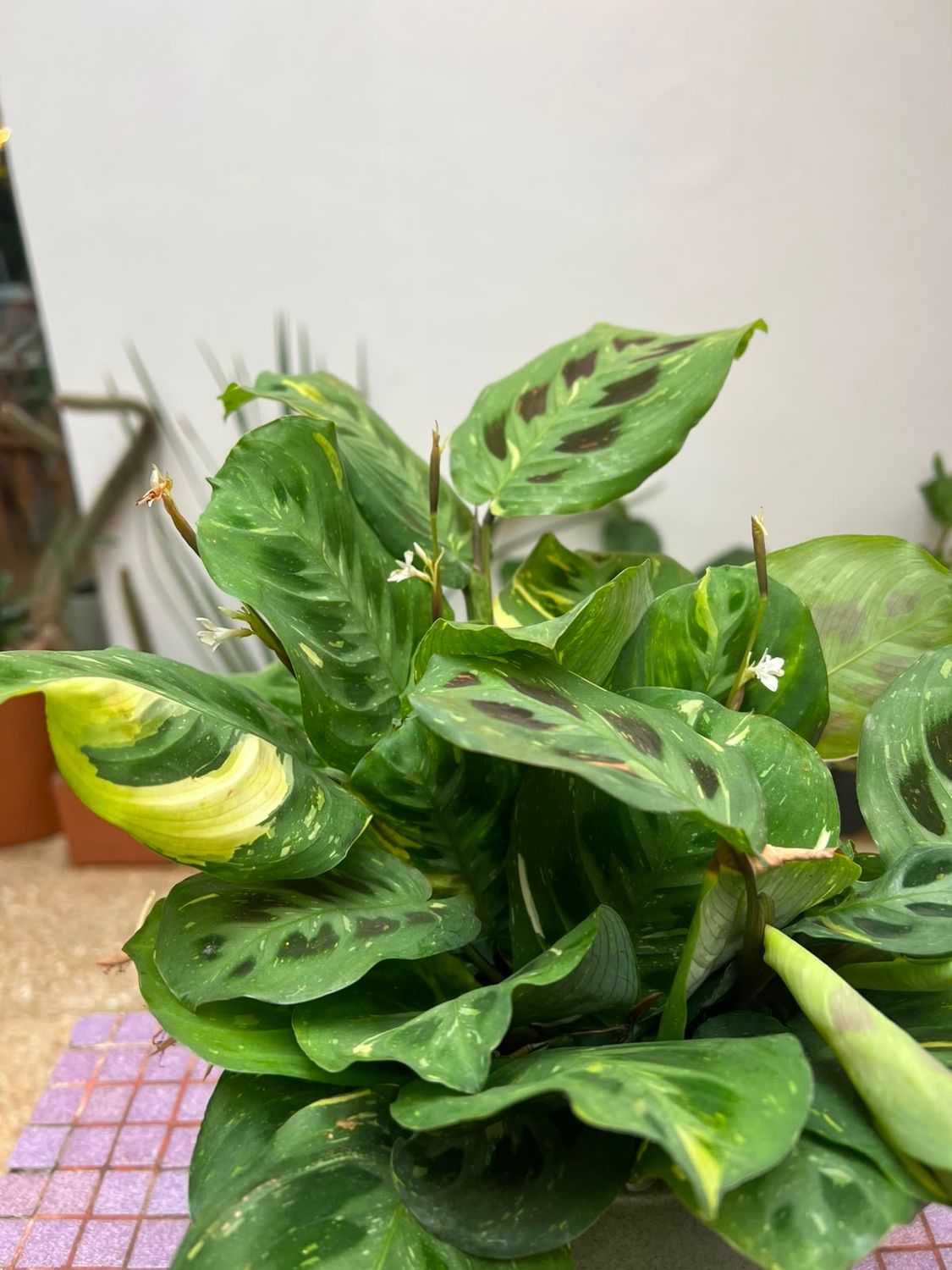 Planta Maranta leuconeura