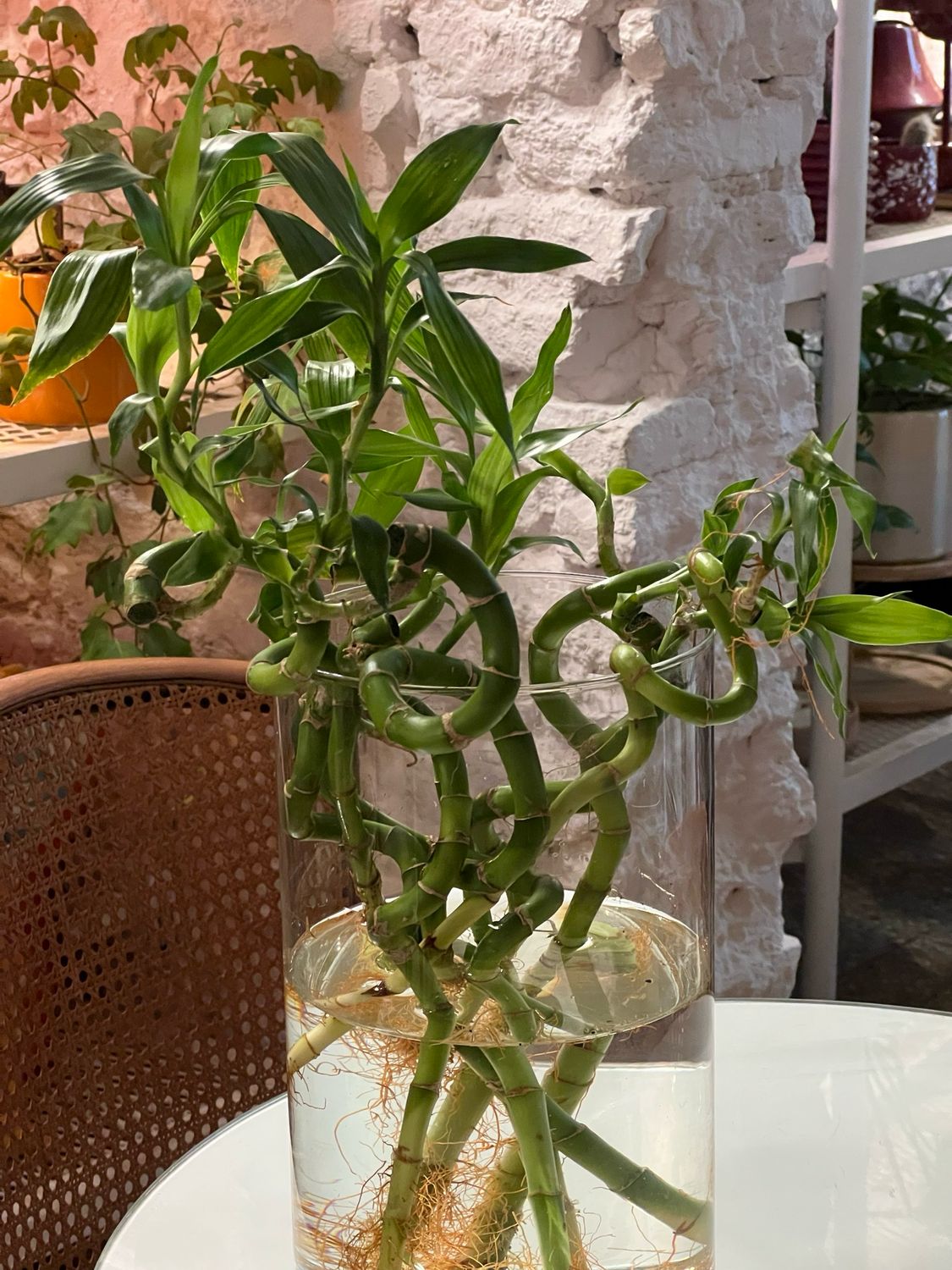 Bambú de la suerte