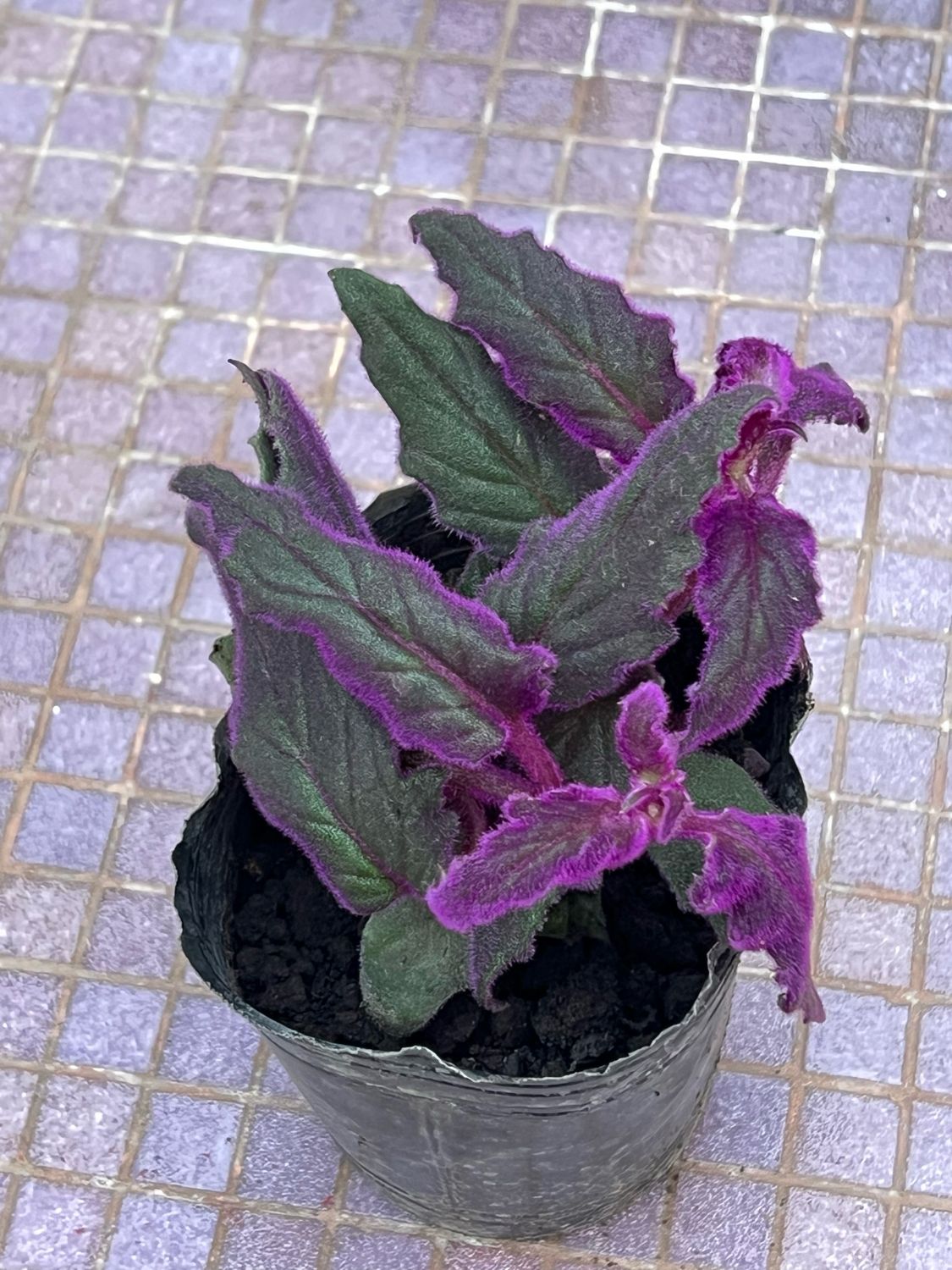 Planta Gynura