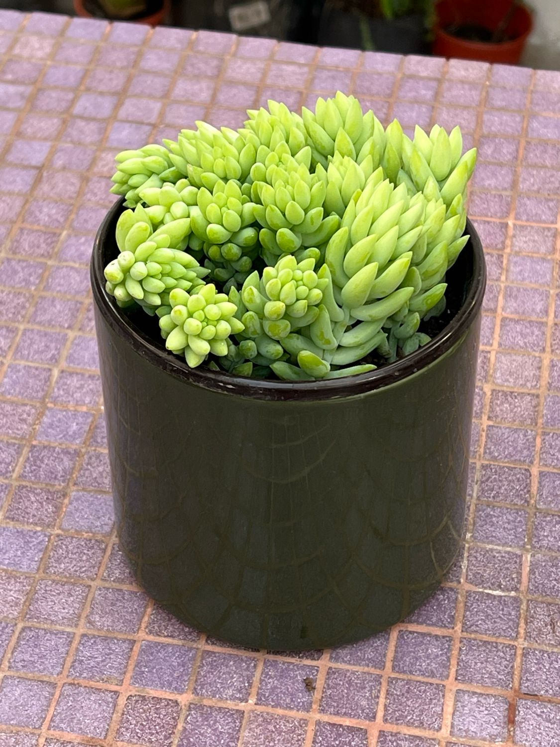 Planta Sedum