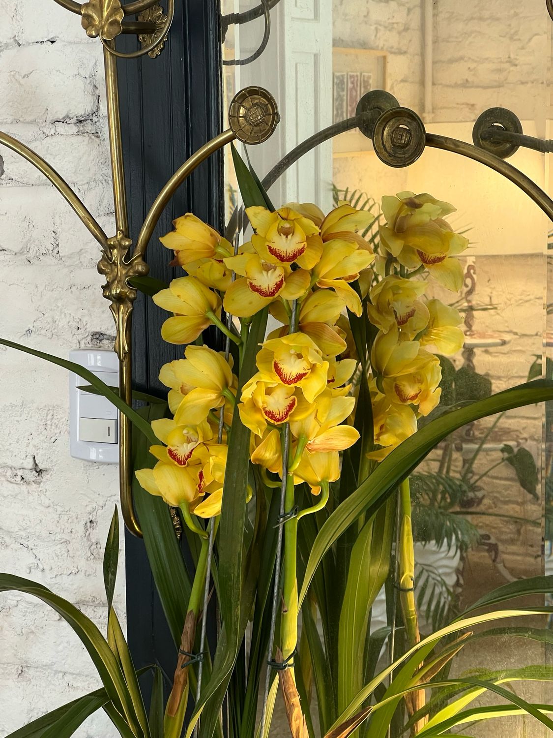 Orquídea Gigante Amarilla/Rosa