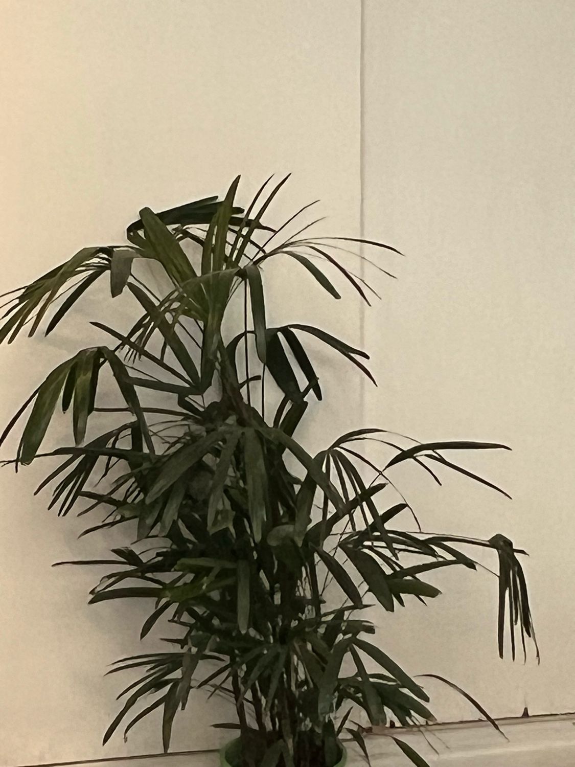 Raphis o Palmera Bambú Grande