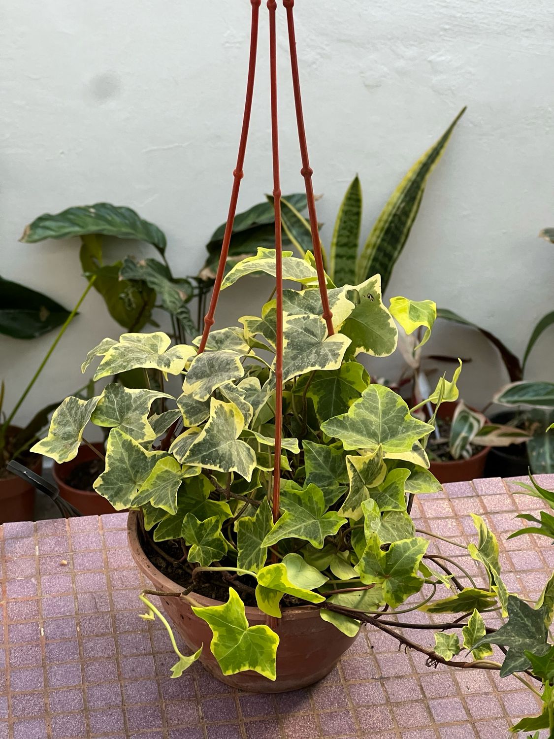 Hiedra Variegada