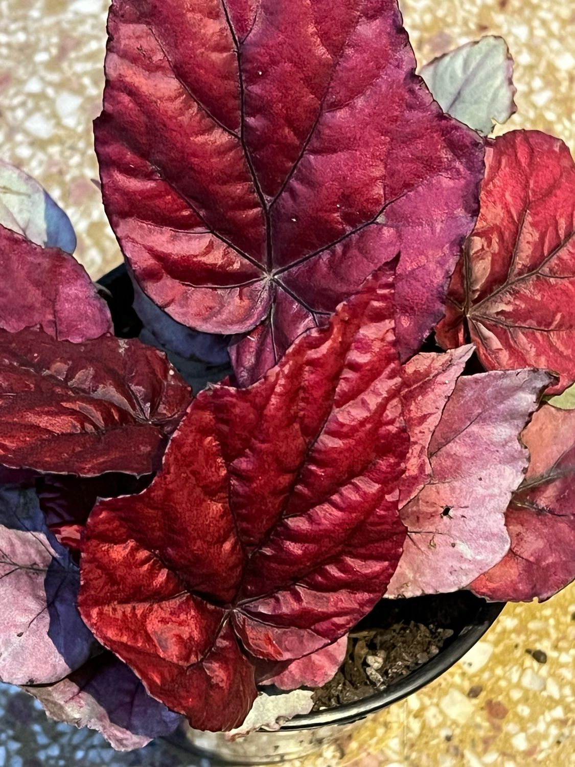Begonia Rex