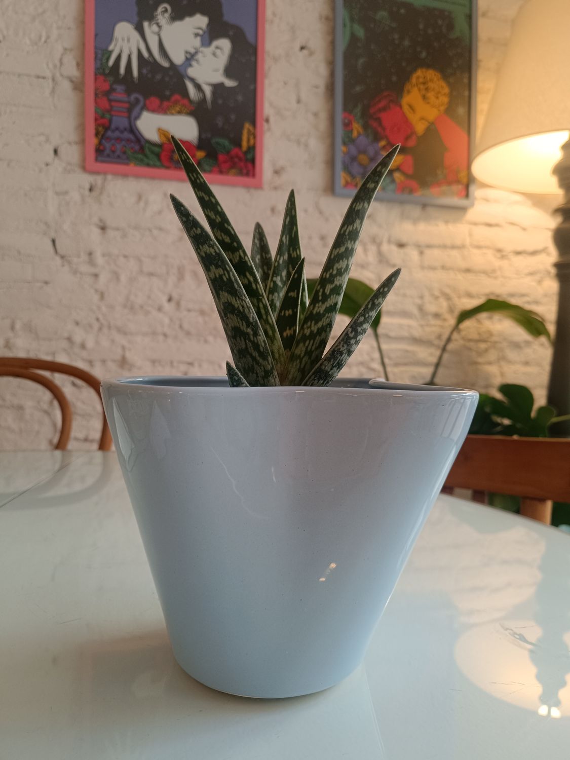 Aloe Variegado