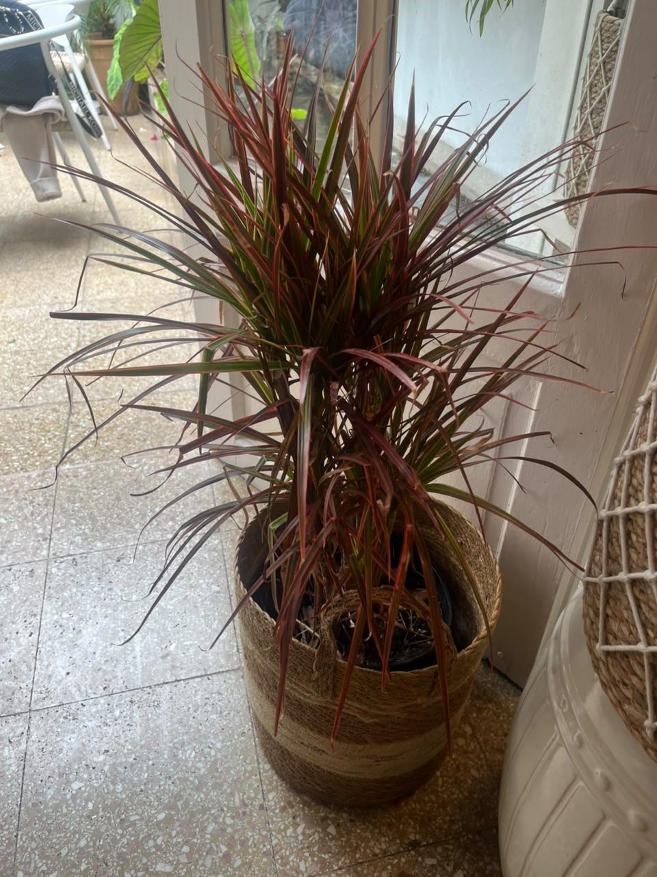 Dracaena Tricolor