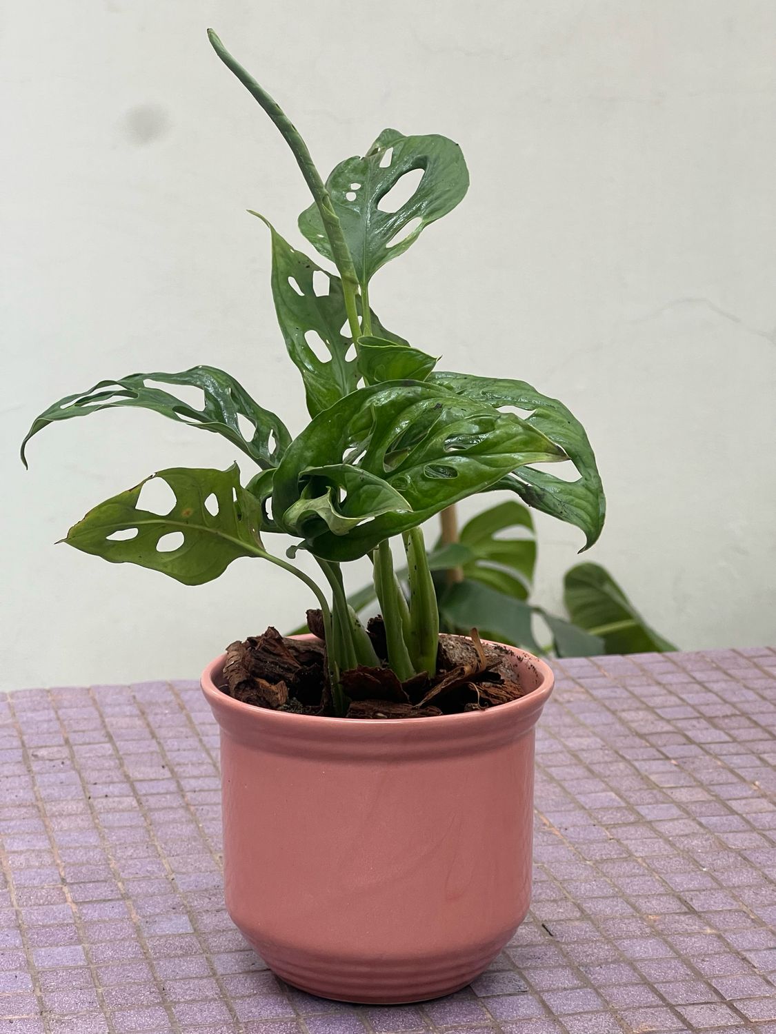 Combo Hiedra + Planta