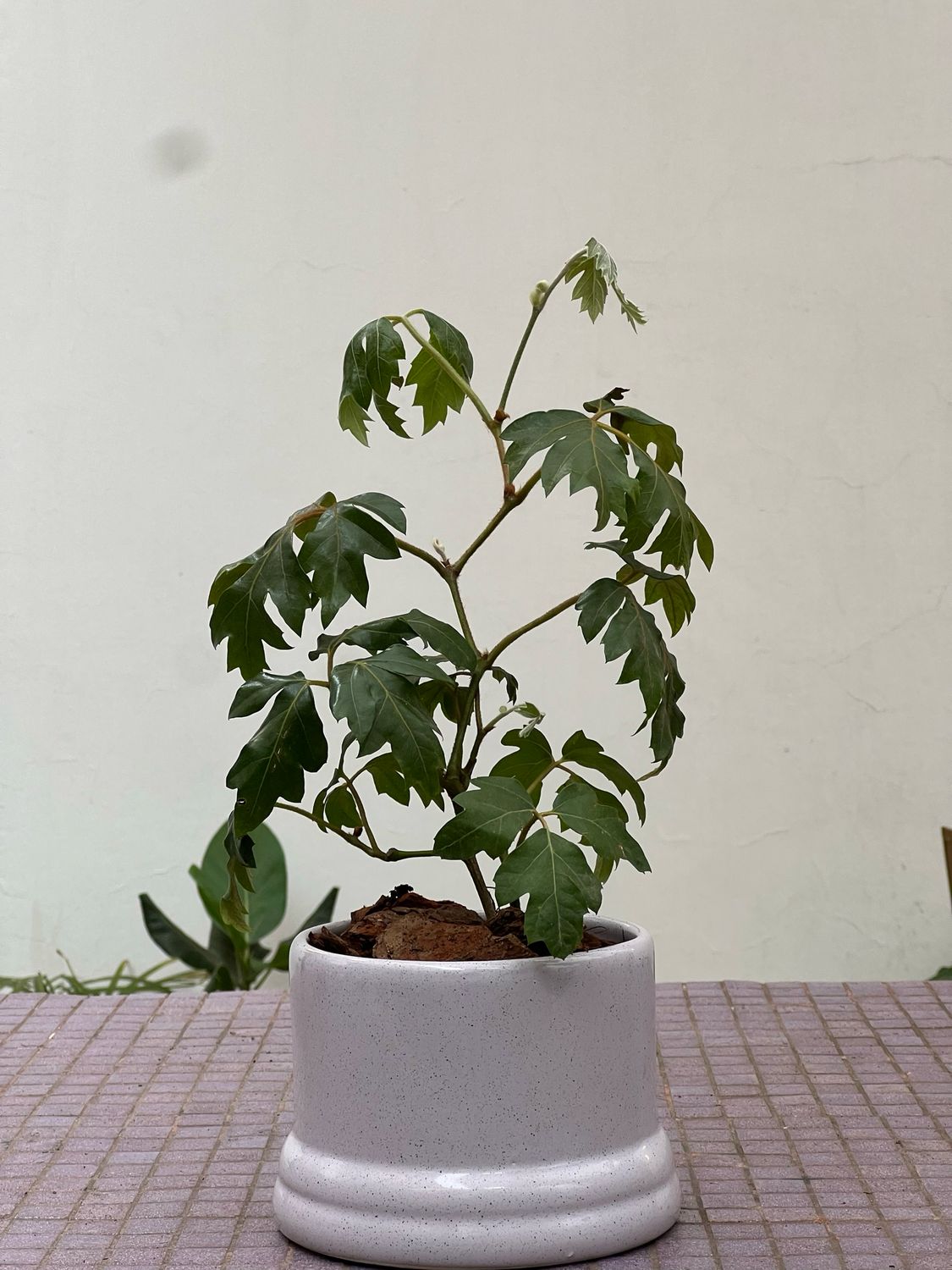 Combo Azucena + Planta