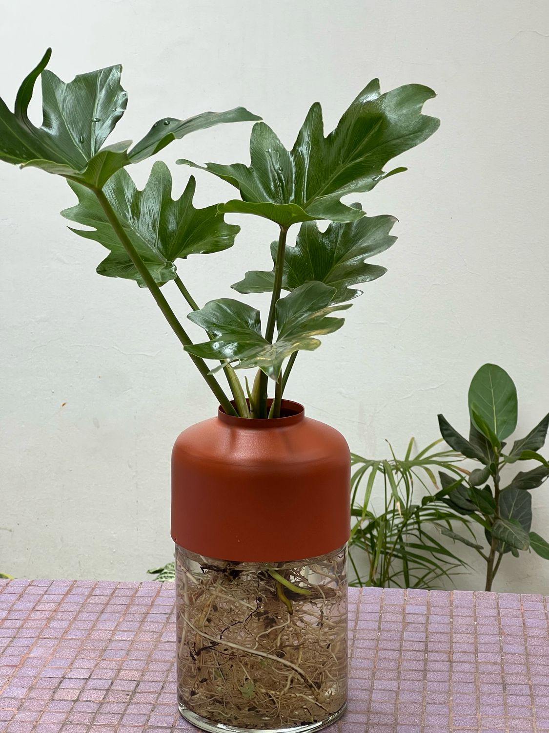 Combo chapa L + planta