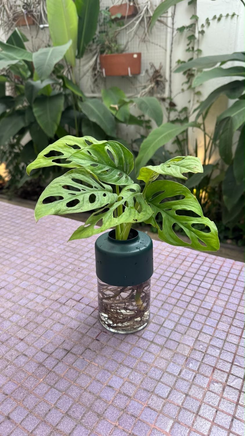 Combo chapa M + Planta