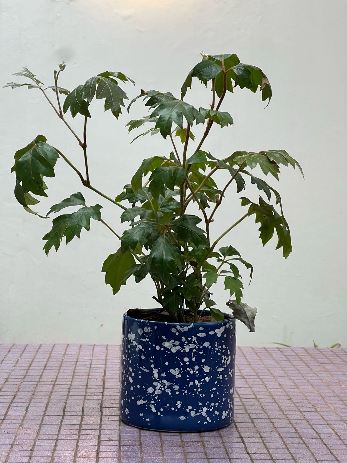 Combo Cilindro + planta