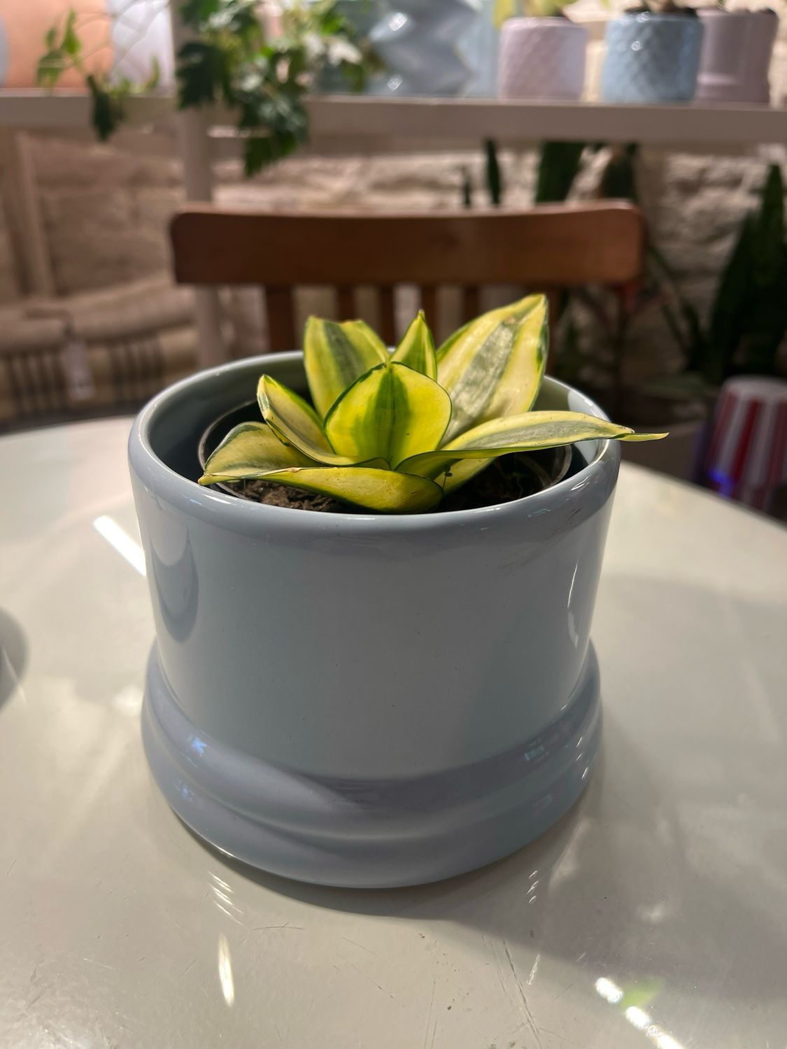 Sansevieria Jani
