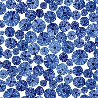 By The Sea - Sand Dollars on White