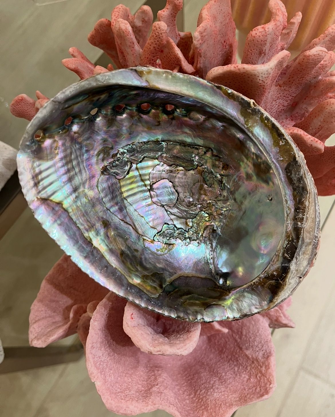 Meadow Abalone Shell