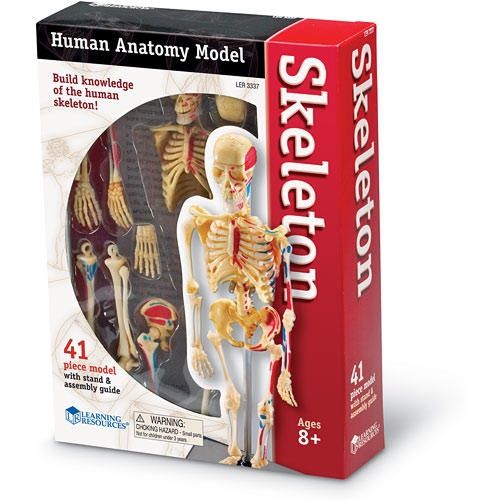MODÈLE ANATOMIE HUMAINE SQUELETTE