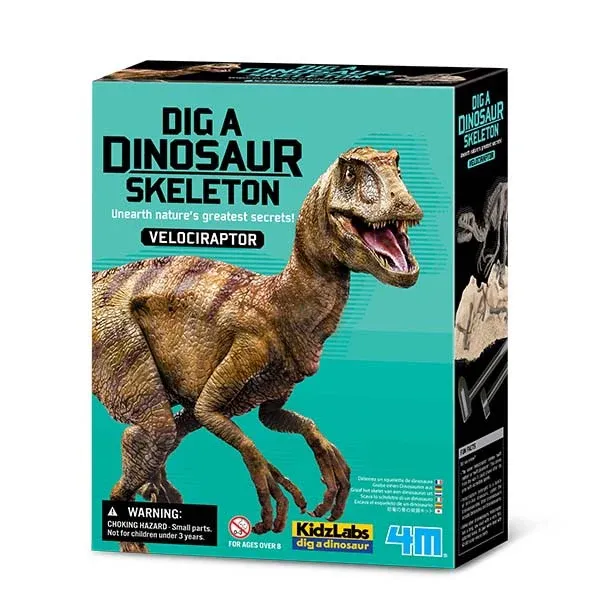 Excavation squelette dino velociraptor