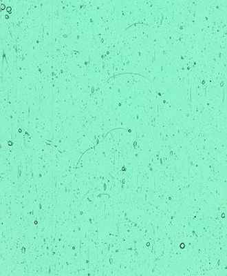 Kokomo "Honeydew" Light Blue Green Transparent