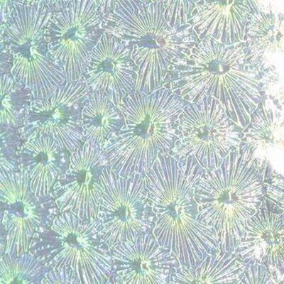 Clear Florentine Dichroic - Wissmach