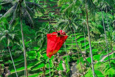 Bali Swing in Ubud