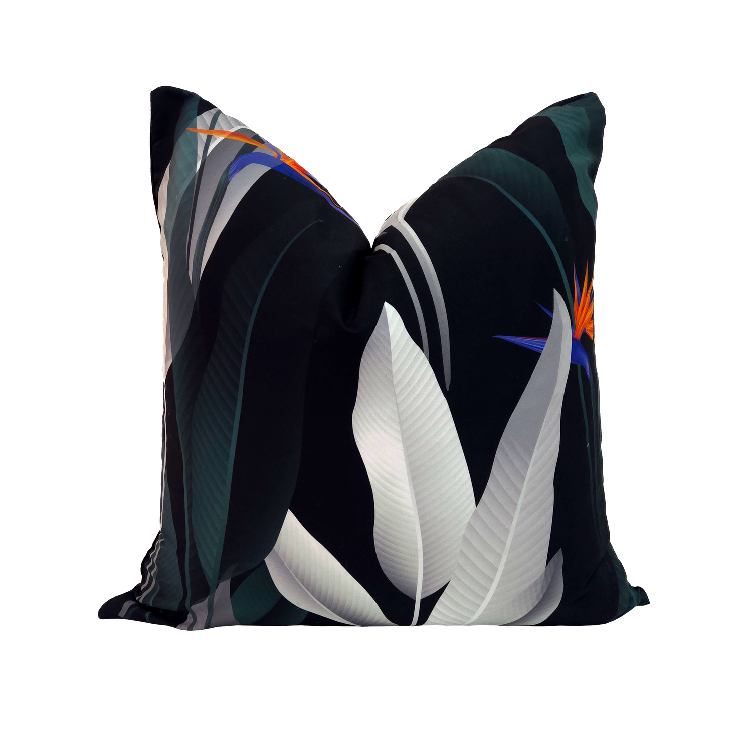 Strelitzia Scatter Strelitzia Scatter