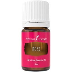 Rosa (Rose)