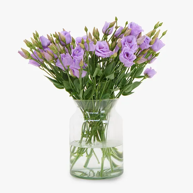 Lavender Lisianthus