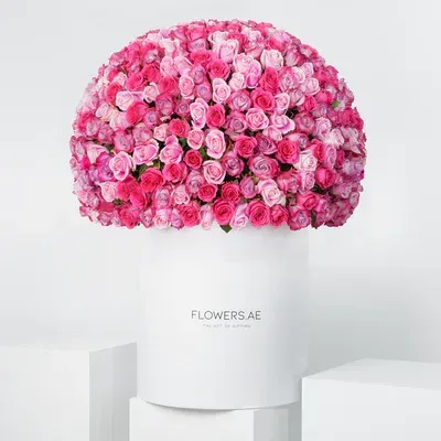 500 Blush Roses XXL
