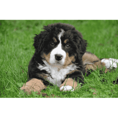 Chiens