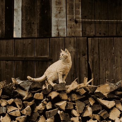 Chat