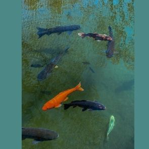 Poissons