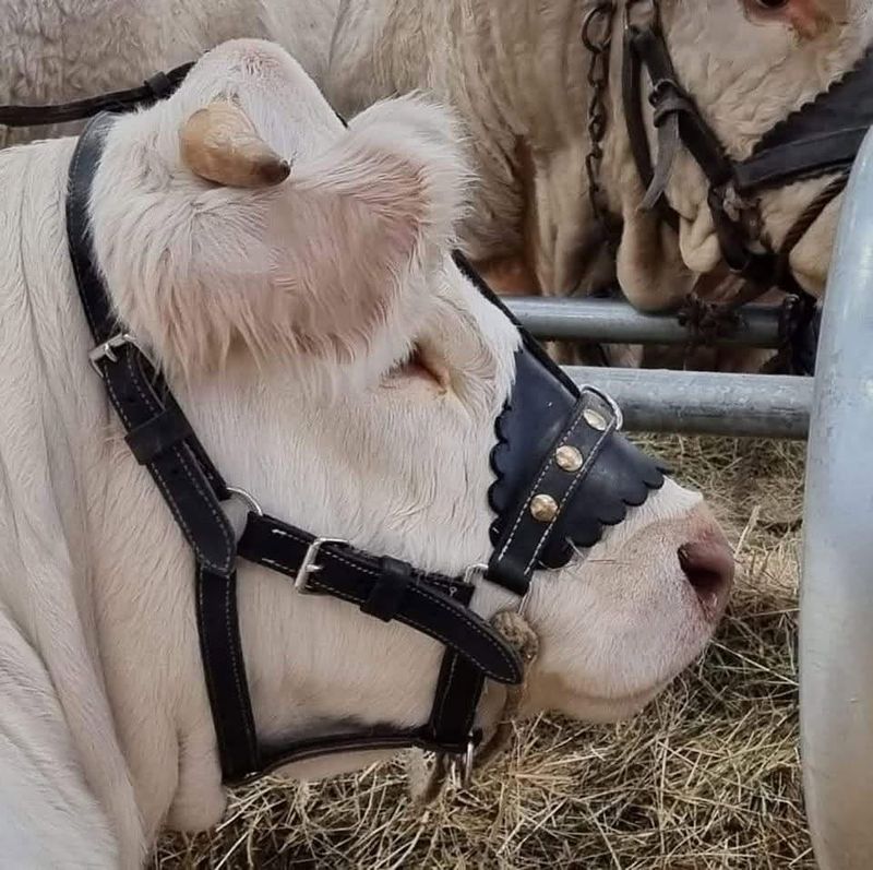 Licol en Cuir - Réparation