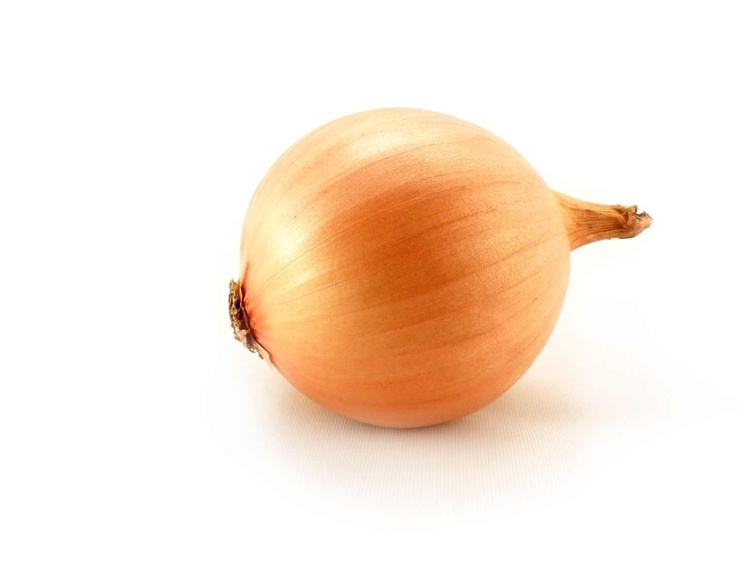 Cebula