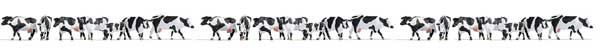 Cows -- Black and White pkg(21)