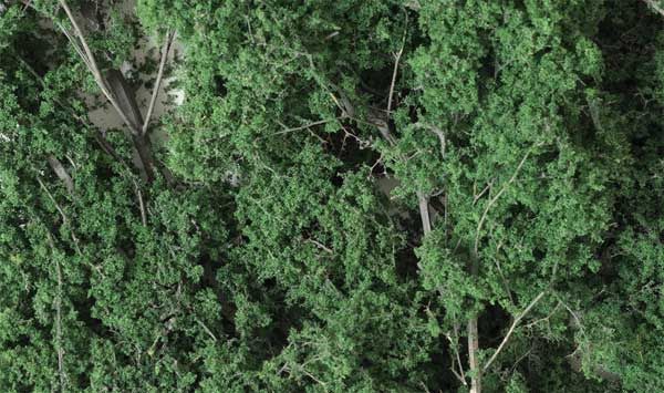 Fine Leaf Foliage(TM) - 75 Cu. In.  1.2 Cu. m., Select: Dark Green