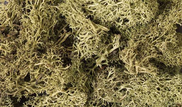 Lichen - 1.5qts  1.4L, Select: Spring Green
